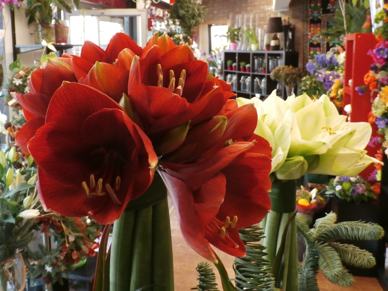 Amaryllis Topiary