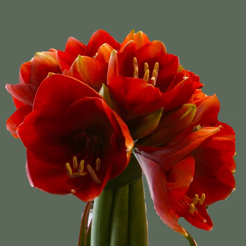 Amaryllis Topiary